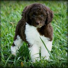 Puppies for sale , goldendoodle - Greece, Patra