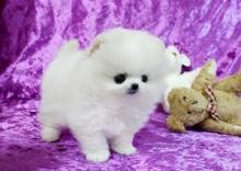 Puppies for sale pomeranian spitz - Canada, Quebec, Montreal