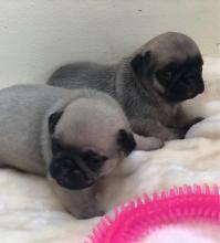 Puppies for sale pug - Italy, Milan. Price 250 €