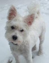 Puppies for sale west highland white terrier - United Kingdom, Leeds