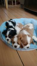 Puppies for sale king charles spaniel - Georgia, Batumi