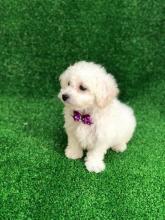 Puppies for sale maltese - Ukraine, Odessa