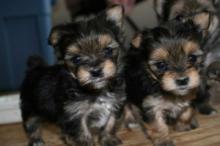 Puppies for sale yorkshire terrier - Hungary, Budapest