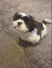 Puppies for sale shih tzu - Denmark, Odense