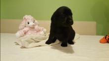 Puppies for sale labrador retriever - Malta, Valletta