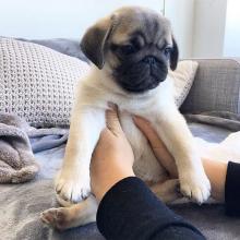 Puppies for sale pug - Slovakia, Pardubice