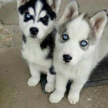 Puppies for sale , siberian husky - United Kingdom, Kent