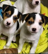 Puppies for sale jack russell terrier - Malta, Valletta