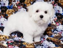 Puppies for sale maltese - Slovenia, Aleksandrovits
