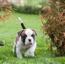 Puppies for sale american bulldog - Belarus, Brest