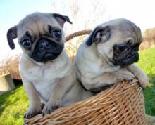 Puppies for sale pug - Slovenia, Subbotitsa