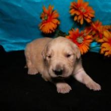 Puppies for sale golden retriever - Ireland, Dublin