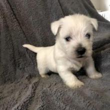 Puppies for sale west highland white terrier - Ireland, Dublin