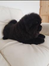 Puppies for sale chow chow - Ireland, Belfast