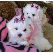 Puppies for sale maltese - Canada, Saskatchewan, Saskatoon