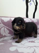 Puppies for sale rottweiler - Ireland, Dublin
