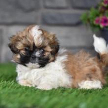 Puppies for sale shih tzu - United Kingdom, Manchester