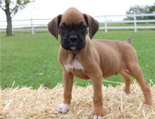 Puppies for sale boxer - Russia, Izhevsk