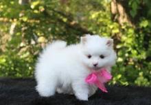 Puppies for sale , pomeranian - Georgia, Batumi