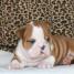 Puppies for sale english bulldog - United Kingdom, Kent