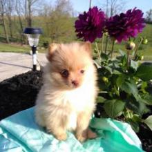 Puppies for sale pomeranian spitz - Ireland, Dublin