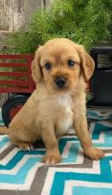 Puppies for sale , cavapoo - Italy, Florence