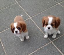 Puppies for sale king charles spaniel - Ireland, Dublin