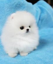Puppies for sale pomeranian spitz - Hungary, Miskolc