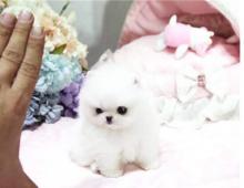 Puppies for sale pomeranian spitz - United Kingdom, Belfast