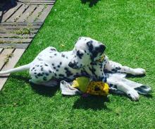 Puppies for sale dalmatian - Ireland, Dublin