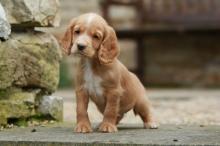 Puppies for sale cocker spaniel - Slovakia, KE