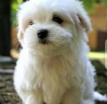 Puppies for sale maltese - Ireland, Dublin