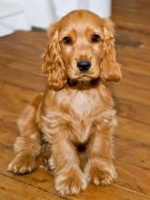 Puppies for sale cocker spaniel - United Kingdom, Manchester