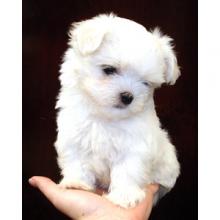 Puppies for sale maltese - Hungary, Budapest