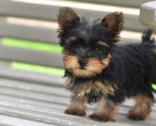 Puppies for sale yorkshire terrier - Kyrgyzstan, Osh