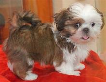 Puppies for sale shih tzu - Greece, Thessaloniki