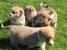 Puppies for sale other breed, pembroke welsh corgi - Ireland, Derry