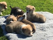 Puppies for sale other breed, pembroke welsh corgi - Ireland, Dublin