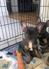 Puppies for sale french bulldog - Ireland, Dublin