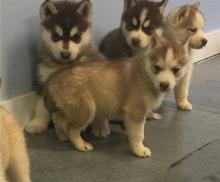 Puppies for sale , siberian husky - Estonia, Kohtla-Jarve