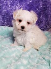 Puppies for sale maltese - Estonia, Kohtla-Jarve