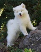 Puppies for sale samoyed dog (samoyed) - Greece, Athens. Price 10 €