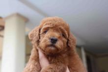 Puppies for sale toy-poodle - Czech Republic, Prague