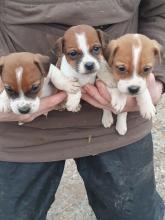 Puppies for sale jack russell terrier - Italy, Florence. Price 400 €