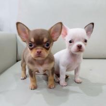 Puppies for sale chihuahua - Austria, Graz