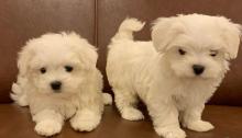 Puppies for sale maltese - Estonia, Tallinn