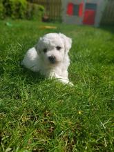 Puppies for sale bichon - Ireland, Derry