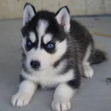 Puppies for sale , siberian husky - Ireland, Carlow