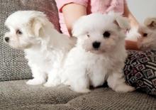 Puppies for sale maltese - Ireland, Cork