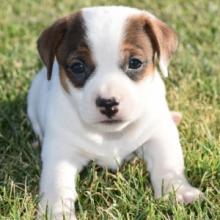 Puppies for sale jack russell terrier - Ireland, Cork. Price 400 $